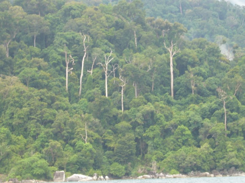 Trees